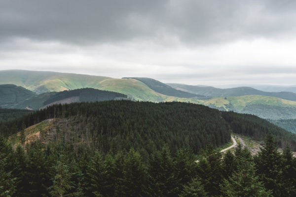 The rolling pine forests of the Dyfi Valley at Grinduro 2021 in Wales