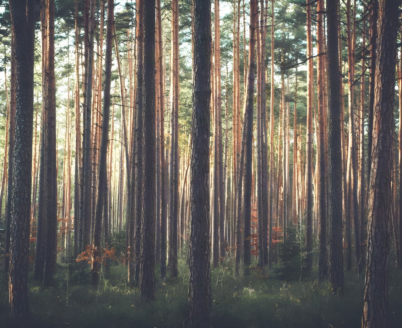Tall straight pine trunks in a commercial forest of the kind trail centres are built in, lit by low sun.