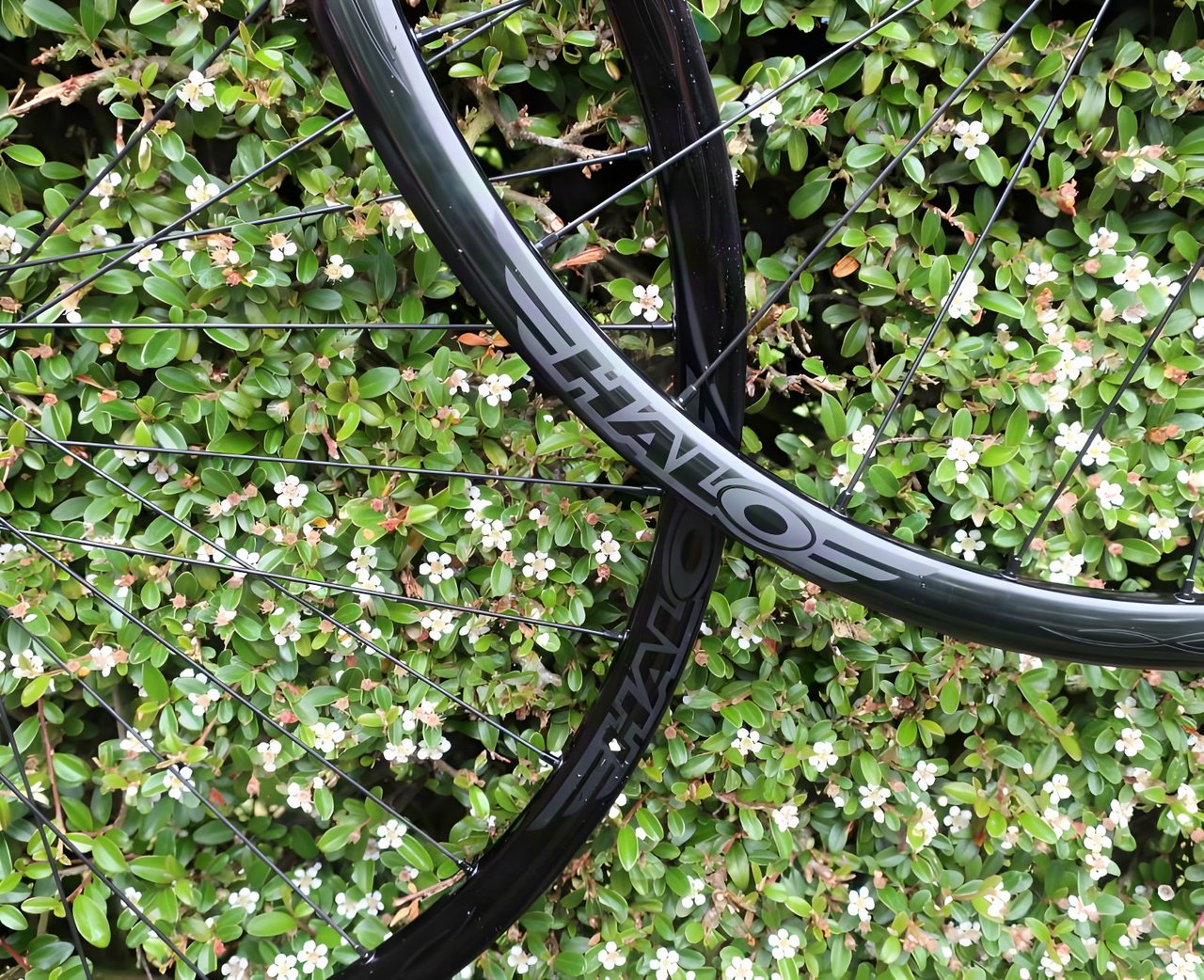 Halo Vapour GXC gravel wheel rims overlapping in front of a flowering hedge, logo on the rim.