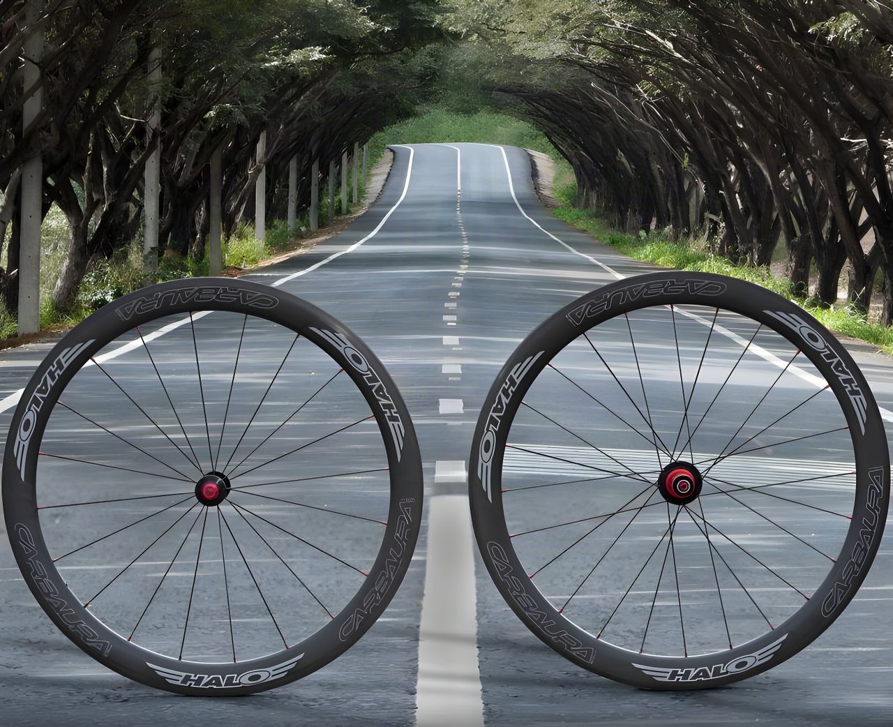 Halo Carbaura RC carbon road wheelset, front and rear, standing on a tree-lined road.