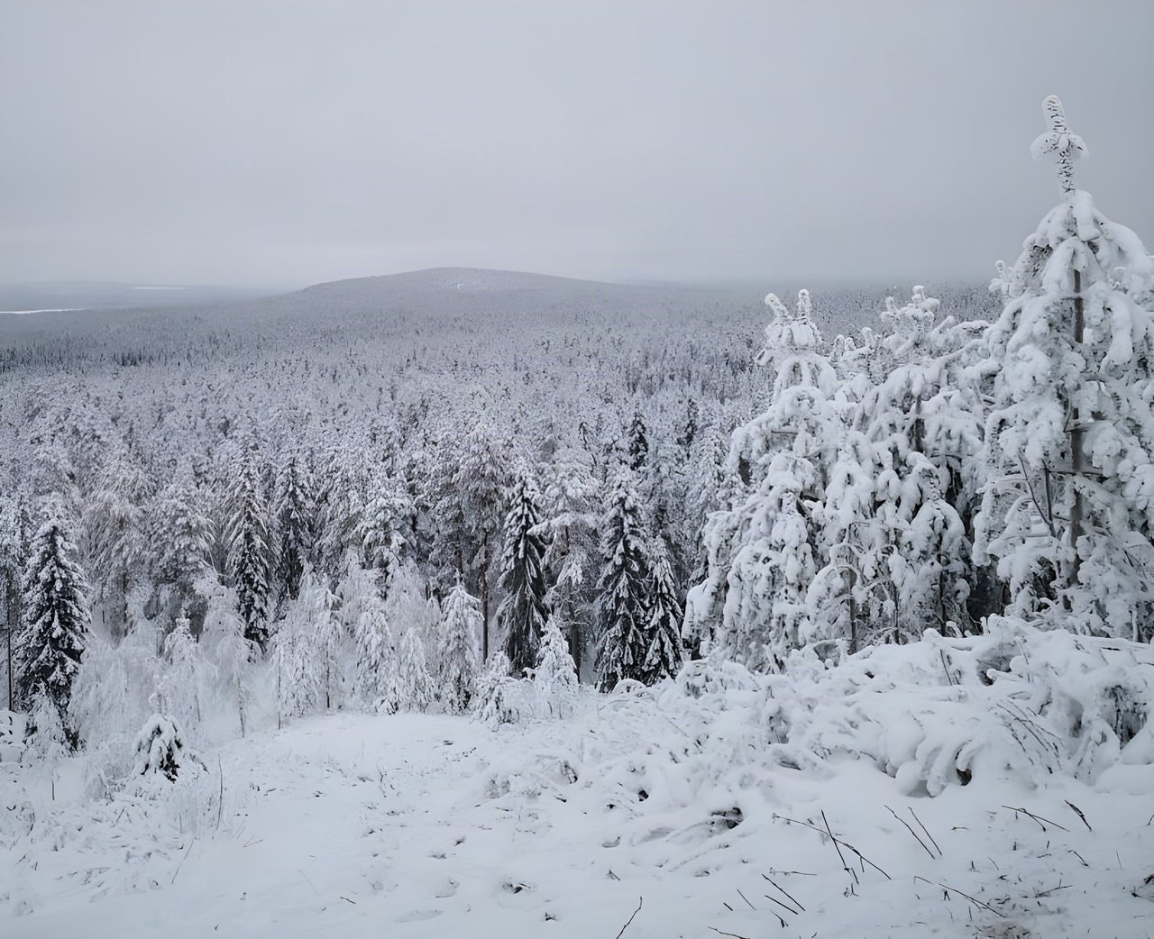 Snow-laden spruce forest and a rounded fell under grey sky near Rovaniemi, Lapland, seen on a Roll Outdoors fatbike ride.
