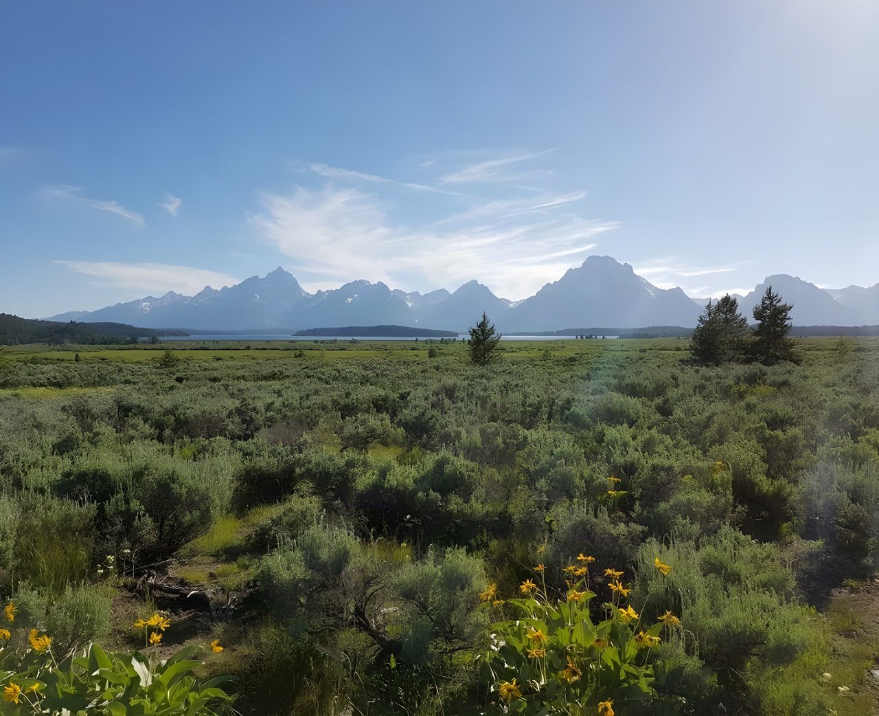 Teton mountain range beyond sagebrush and yellow wildflowers under a clear sky, Rocky Mountain country of the Tour Divide.