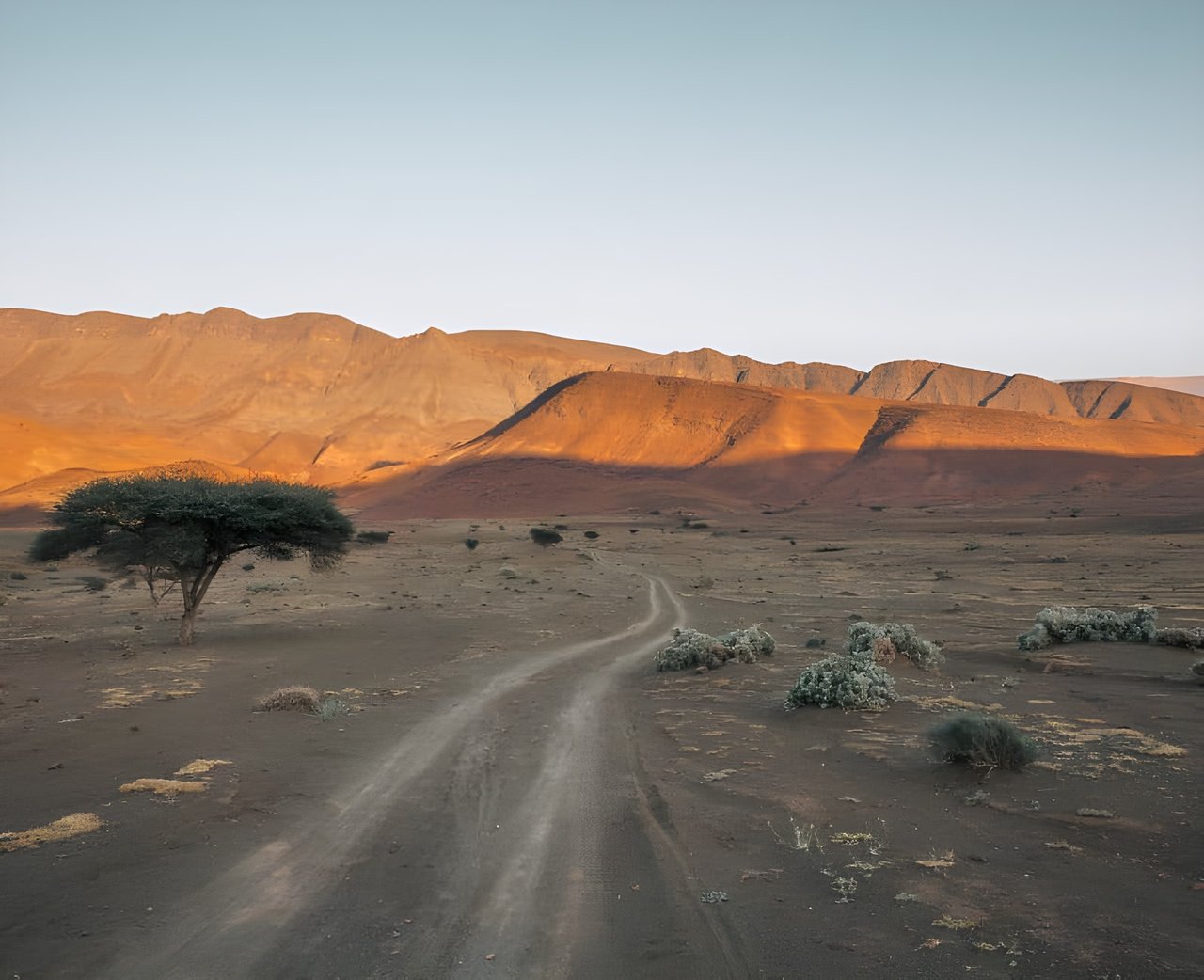 Dirt track winds towards sunlit ochre mountains past an acacia tree in Morocco, the setting for the Atlas Mountain Race.