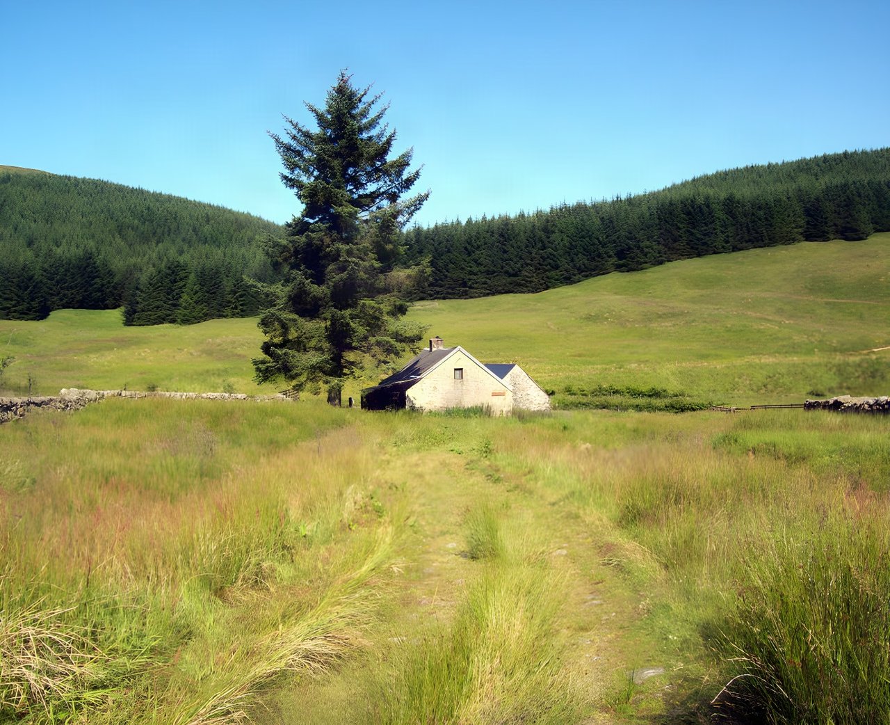 Over Phawhope Bothy, a small stone cottage beside a tall conifer below forested hills, reached by a grassy track.
