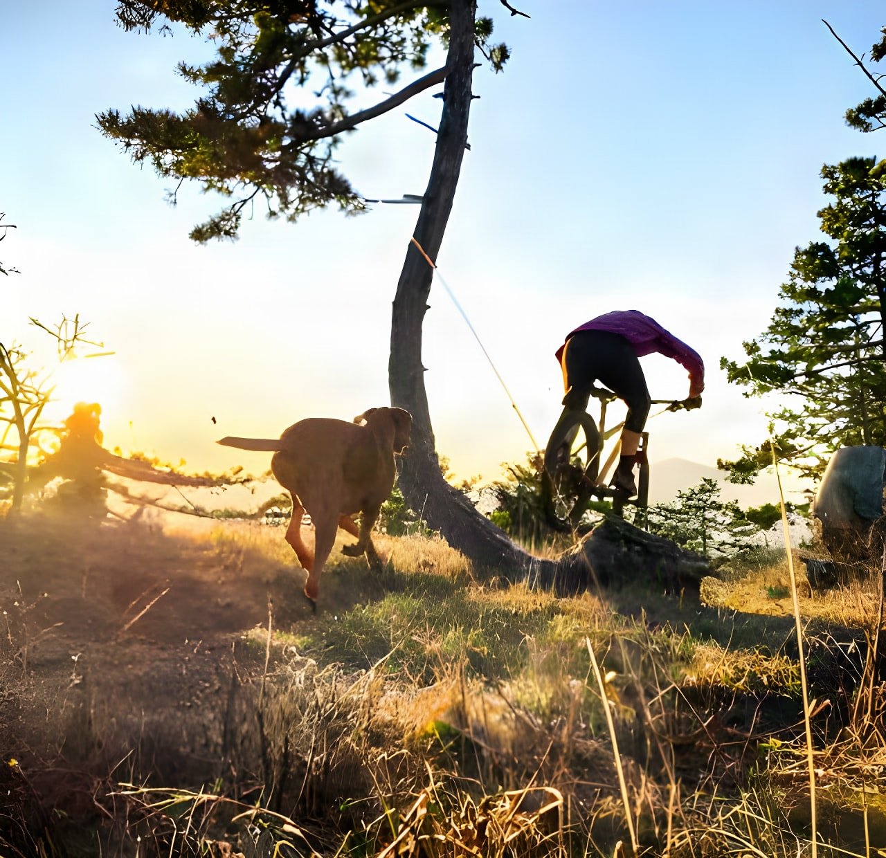 Rider on a Bombtrack Cale hardtail and a dog on a sunset trail in Slovenia, from the 9 MILES short film.