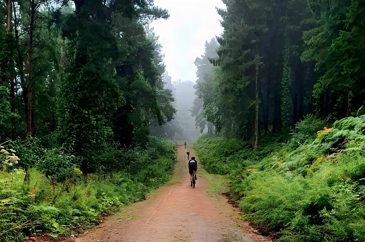 Two riders head along a wide track between tall conifers and bracken on Dirty Devil's Turkey Run in the Forest of Dean.