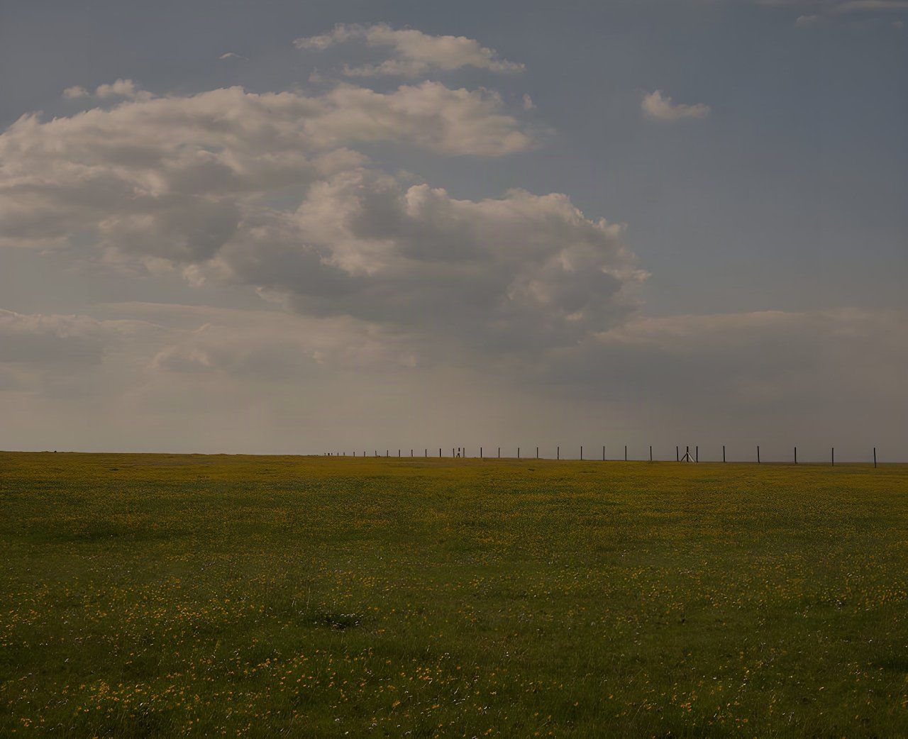 Open grassland scattered with yellow wildflowers under a cloudy sky on the Leeds to Lyme Regis bikepacking ride.