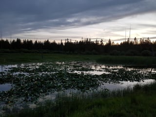 Dusk over a lily-covered pond ringed by pine trees on the Tour Divide route between Idaho and Wyoming.