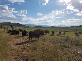 Herd of bison resting in a fenced pasture near Del Norte, Colorado, on the Tour Divide route.