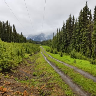 Muddy double-track climbs through pine forest beneath power lines towards cloudy peaks in Canada on the Tour Divide.