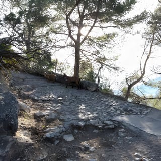 Two goats stand on a cobbled mountain path beneath pine trees in the Serra de Tramuntana, Mallorca.