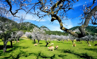Sheep graze beneath flowering almond trees in a green field below the Tramuntana mountains in Mallorca.