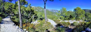 Stony trail leads off through pine woodland on a sunny day in the Serra de Tramuntana, Mallorca.
