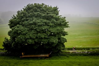 Small figure of a rider cycles past a large tree on a misty morning in the Derbyshire countryside.