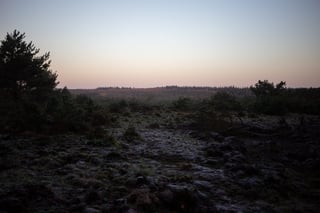 Frosty heath and pine forest at dusk on a daypacking ride in the Netherlands.
