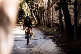 Rider on a gravel bike along a tree-lined lane in Jordan, with two dogs running alongside.