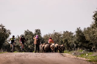 Two cyclists wave to a shepherd and a flock of sheep on a tree-lined road in Jordan.