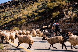A rider on a Jordan road is stopped by a flock of sheep crossing the tarmac.