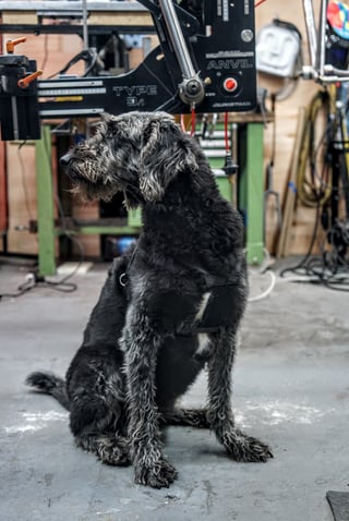 Nola, the Stayer workshop dog, sitting on the concrete floor beside a frame-building jig.