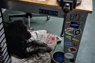 Stayer workshop dog Nola resting on a bed under a sticker-covered workbench.