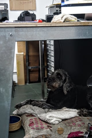 Nola the workshop dog lying on her bed beneath a desk at Stayer Cycles, looking up.