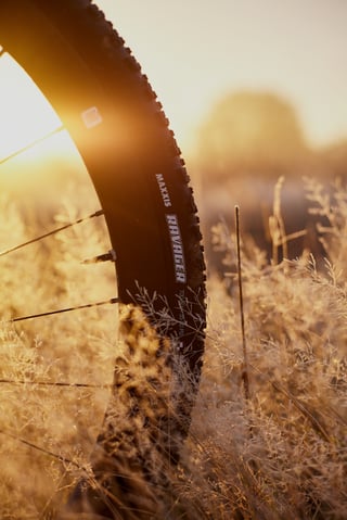 Maxxis Ravager 700 x 40 sidewall lit by a low sun, with the wheel standing in tall dry grass.