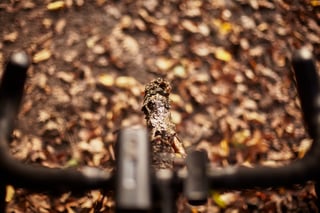 Handlebar view over a muddy Maxxis Ravager front tyre, with fallen leaves covering the ground below.