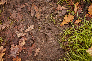 Maxxis Ravager tread print left in soft mud among fallen oak leaves and grass on a woodland track.