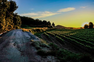 Cracked tarmac lane beside a vineyard with the sun low on the horizon, pine woods and a hill beyond.