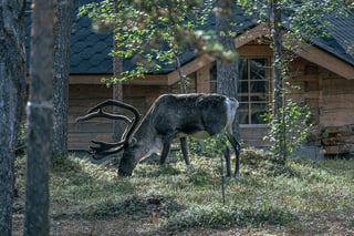 Reindeer grazing among pine trees in front of a log cabin on the Scandinavian section of the European Divide Trail.