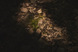 Loose stones and a tuft of grass lit by a shaft of light on a rough track on the ride to Lyme Regis.