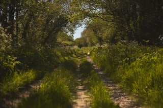 Sunlit green lane with two worn tracks under overhanging trees on the Leeds to Lyme Regis route.
