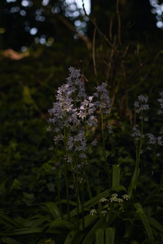 Bluebells flowering in dark woodland beside the route on the Leeds to Lyme Regis ride.