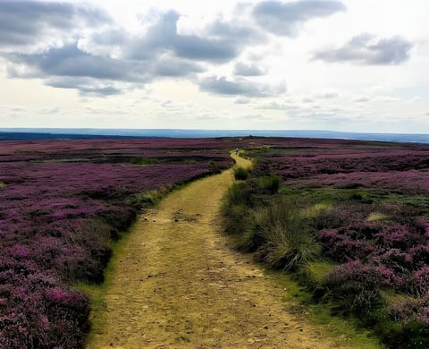 Purple heather moorland with a rough track running into the distance and a lone rider far ahead.