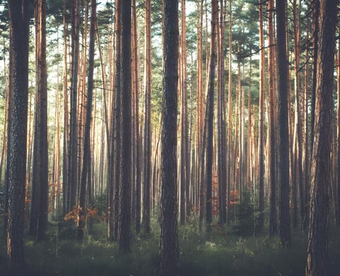 Tall straight pine trunks in a commercial forest of the kind trail centres are built in, lit by low sun.