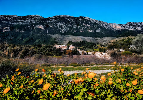 Orange flowers in the foreground with a small Mallorcan village below the limestone ridge of the Tramuntana.