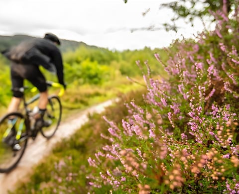 Rider on a singletrack path beside flowering heather, Trossachs terrain for Go-Where Scotland's Dukes Gold gravel weekend.