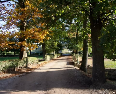 Sunlit gravel road between autumn trees, the kind of riding GravelFest offers in Zuid-Limburg, the Netherlands.