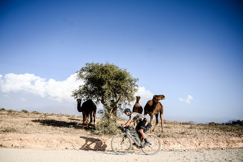 Atlas Mountain Race rider passes three camels under a tree on a gravel road in Morocco.