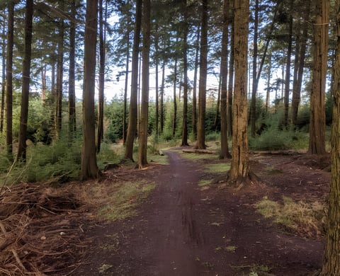 A dirt path winds through a conifer forest, the sort of local trail that will still be there in 2021.