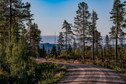 Gravel forestry road curving through tall pines with hazy blue hills beyond in evening light.