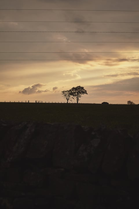 Two trees and a barn silhouetted against a golden evening sky beyond a dry stone wall and power lines.