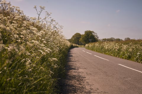 Quiet country lane lined with cow parsley, one of the road sections on the Leeds to Lyme Regis ride.