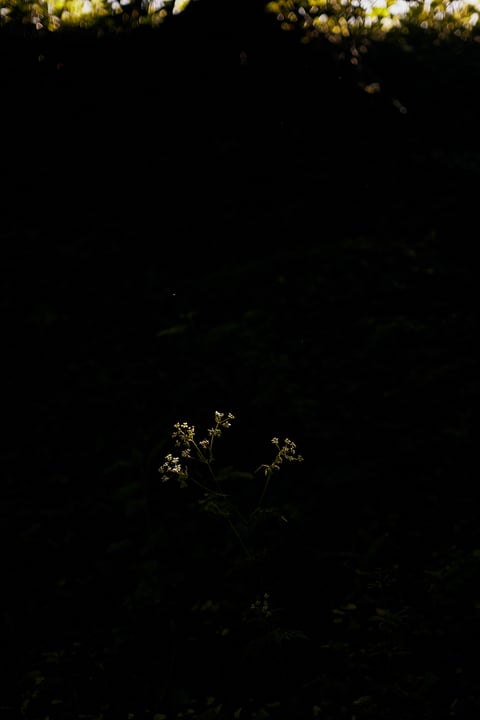A single pale wildflower picked out by a shaft of light against deep shadow in woodland.