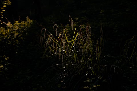 Backlit grass seed heads glow in a dark patch of woodland, a quiet detail from the ride south.
