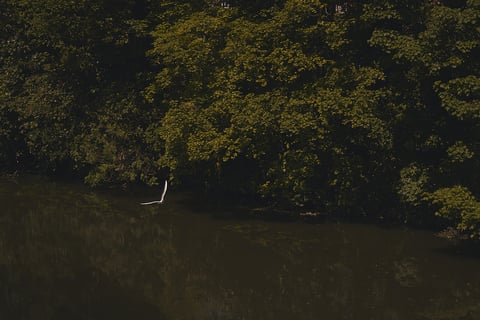 A white egret flies low over a dark river beneath overhanging trees on the Leeds to Lyme Regis ride.