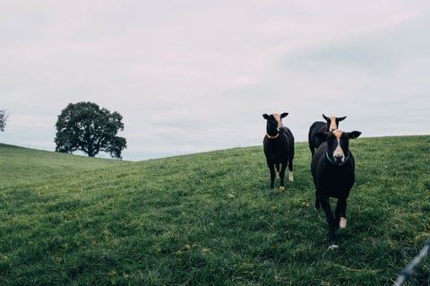 Three black sheep with white blazes and coloured collars walk down a grassy Peak District hillside on the Gravel Bonanza.