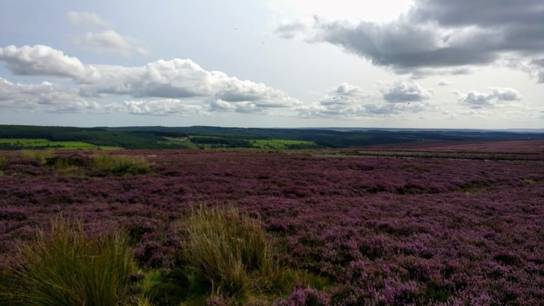Purple heather moorland stretching towards distant forest on the North York Moors, near Dalby.