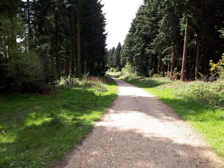 Wide gravel track through conifer woodland, typical of the off-road riding on the Double Downs challenge.