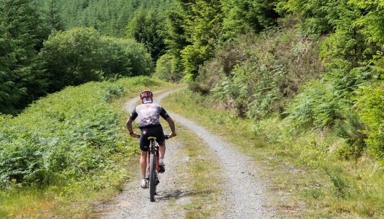 Gritfest rider on a mountain bike climbs a gravel forest track between bracken and conifers.